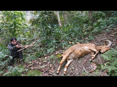 Skills in hunting wild goats in nature, and making traps to catch them, survival alone