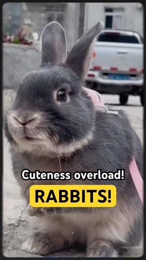 Too Cute to Handle! 🐰 Rabbit Facts That Will Surprise You #animals #didyouknow #rabbit