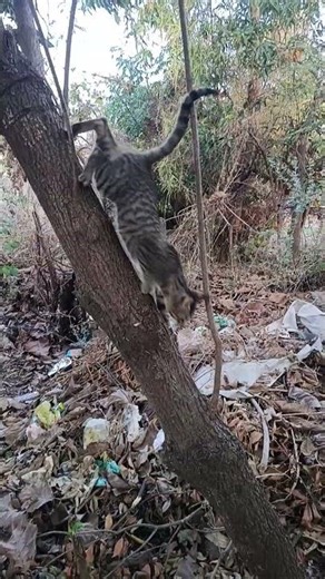 one cat down the tree || tree name is chiku fruit ||चिकू के पेड से बिल्ली नीचे आते हुए ||