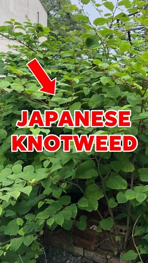 James Coupland on Instagram: "Japanese knotweed 🌱 Keep an eye out for this invasive plant on your property viewings 👀⬇️ The Japanese Knotweed experts say this plant can cause damage to: 🏚️ The structure of your house 🧱 Retaining walls 🪴 Garden fence 🛣️ Drives & roads 💧 Drainpipes In all honesty, I’m not truly convinced of its ability to damage property structures, but that’s what we’re told ⬇️ In fact, RICS Chartered Surveyors recently rela