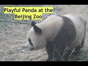 Iconic giant panda at Beijing Zoo | Beijing China