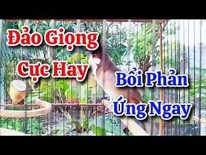 chào mào hót sáng kích bổi - luyện giọng hay ép bổi sổ bọng và căng lửa - chào mào hót đấu