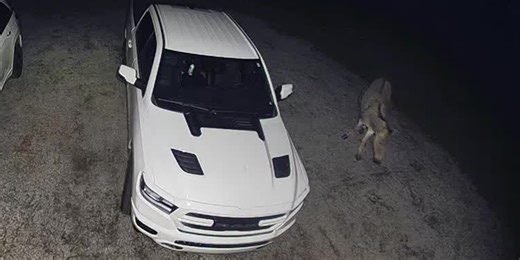 Zebra-donkey hybrid disrupts traffic in Jackson County