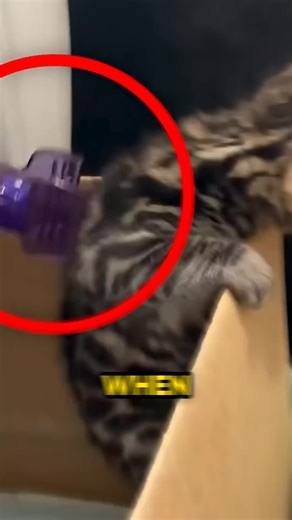 Understanding the Cat's Neck Reflex: Why They Freeze