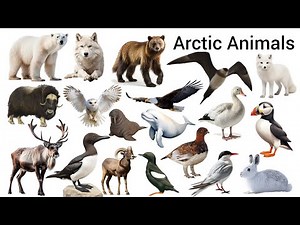 Arctic Animals Name | Snow Animals Name | Arctic Animals With Sound | Easy English Learning Process