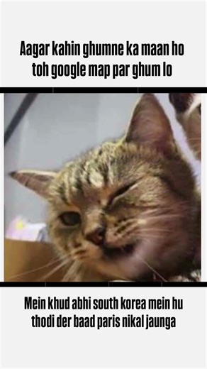 Google map🫡 #catmemes #funnyshorts #cat #funnymemes #viralmemes #trendingshorts