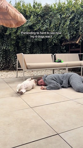 Watch 6 Dogs React to Owner Pretending to Faint