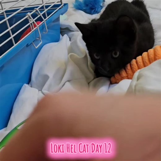 Loki Hel Cat Coffin on TikTok