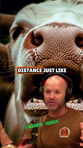 Insane Mountain Lion story