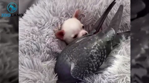 The Disabled Chihuahua Puppy Who Befriended a Flightless Pigeon Now Has a Tiny Wheelchair