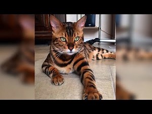 Bengal Cat Has Such A Unique Pattern, He Looks Like A Mini Tiger