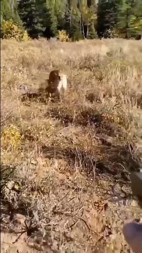 Scary Mountain Lion Encounter : 🎥 Jared Erickson and bambam0069 (IG)