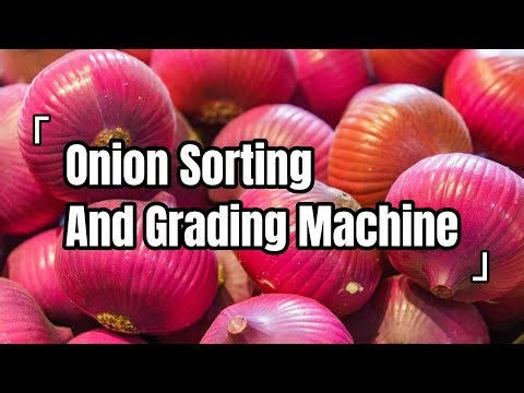 Automatic Onion Grading Machine | Onion Sorting Machine | Commercial Onion Processing Line
