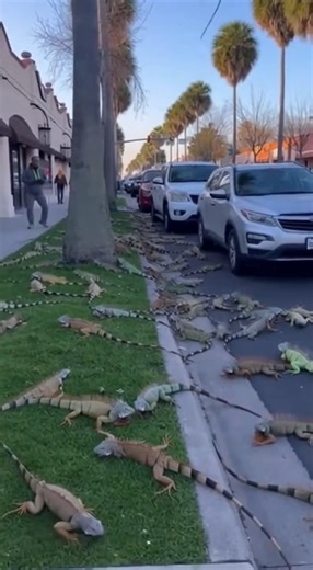 A bizarre side effect of an unusually strong cold snap in Florida has led to hundreds — and in some cases thousands — of green iguanas falling out of trees as temperatures plunged across the state. Cold-blooded reptiles like green iguanas rely on warm weather to regulate their body temperature. When a frigid front pushed overnight lows well into the 30s and 40s, many of the invasive iguanas entered a state known as cold stunning, causing their muscles to temporarily shut down and them to lose th