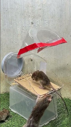 The BEST Bucket Mouse Trap – Catch Mice Without Poison! #rat #rattrap #ratzapper #mousetrap #diy