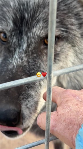 Restoring Order Among Wolves: A Brief Insight