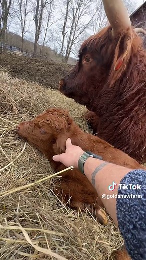 Meet the Newest B-Named Calf on the Farm!