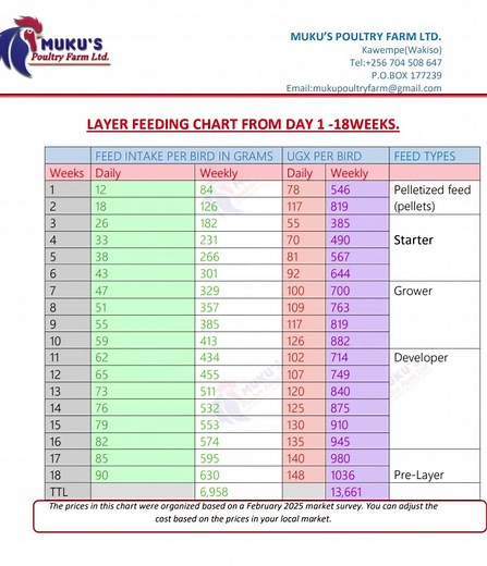 Complete Guide to Feeding Layer Chickens from Day One