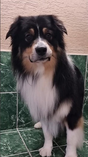 Dirty to Fluffy ✨ Australian Shepherd Grooming Transformation #puppy