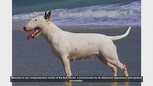 Bull Terrier: The Spirited and Loyal Companion - A Comprehensive Review