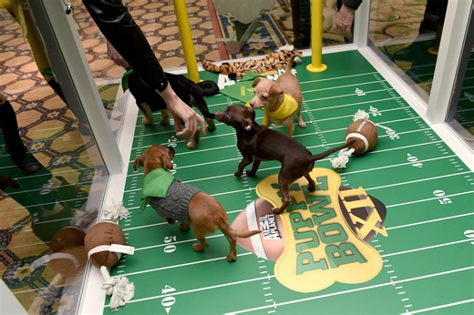 When is the Puppy Bowl? How to watch the adorable adoption event