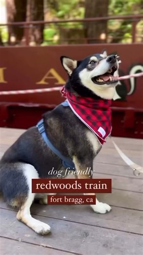 No need to leave your furry friend behind! We adore our four-legged companions (Mr. Skunk is four-legged after all) and want them to enjoy vacation too! There is so much to smell and discover for your pupper, their tails will surely be wagging! Enjoy these dog-friendly excursions: Pudding Creek Express, Wolf Tree Turn, Railbikes on Pudding Creek, Rise and Shine Railbikes, and the Guided Redwood Tour 🐶 🦨 Book with the link in our bio Thank you for giving us your approval 😉 @approvedbydog on In