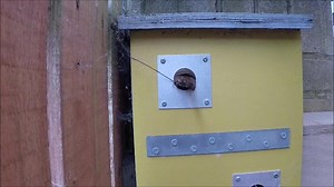 23 reactions | Lockdown wildlife diary Day 10 - ep 2 the wren. I have a wren nest building in one of my boxes today. The male builds several nests and when the female has selected which one she prefers, he lines it for her to lay her eggs. | Get Wild | Facebook