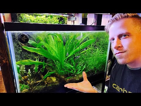 Amazon Sword Plant Care Guide