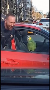 5.8K views · 117 reactions | Parrot & Cops – Parrot Starts Road Rage Beef #parrot #cops #funnypets #funny #police #funnyvideos #talkingparrot #funnyreels #ParrotComedy #parrotroastingcops | Ronny Chieng Fan | Facebook