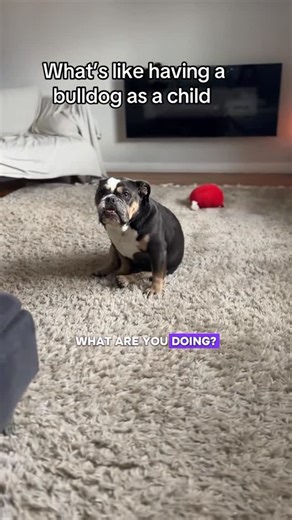 Phoebe, Coco, Lexi on Instagram: "You got warn.. should I be worry about Lexi ? . #bulldogofinstagram #bulldog #dogofinstagram #bulldoglovers"