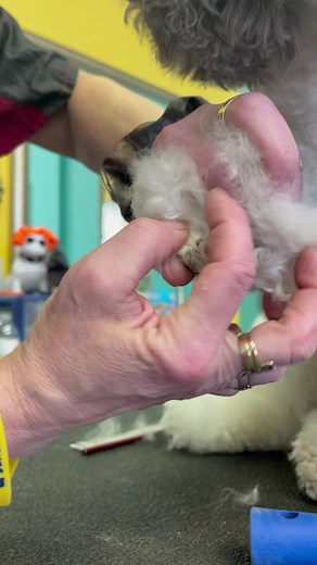 GREAT TUTORIAL: DOG NAILS. Trimming the edge of the dogs toenails so it’s not so sharp. #awonderdog #doggroomer #dogsnails #clippingmydogsnail #toenails #petgroomer