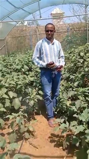 1.8K views · 34 reactions | Tijaaba Aan Kusameynay Eggplant  Ministry of Environment & Climate Change- Southwest state of Somalia. | Eng-Hassan Ali Hassan | Facebook