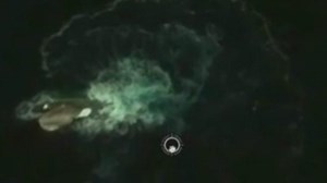 Sea creature spotted on Google Earth