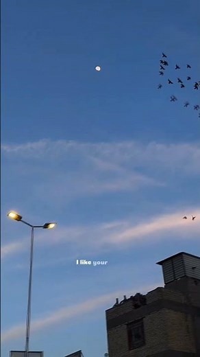 This song - Ysabelle _ I like you so much you'll know it (Lyrics) #nature #music #vibes #edit