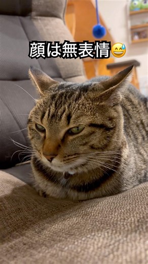 最近のうにの座り方 #shorts #キジトラ #うに #猫に癒される