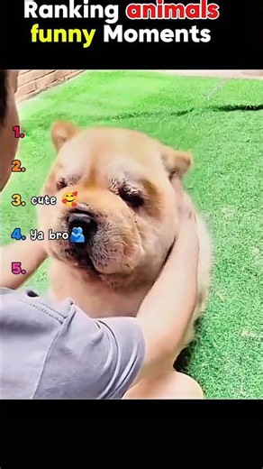 Ranking animal funny moment 🐵#ep11