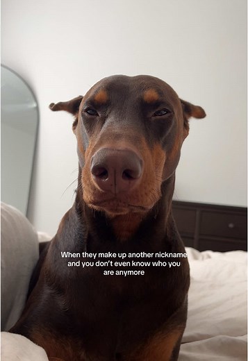 Understanding the Doberman Pinscher's Unique Nicknames