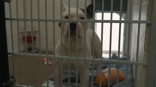 Man buys every dog in shelter changing lives in a single day
