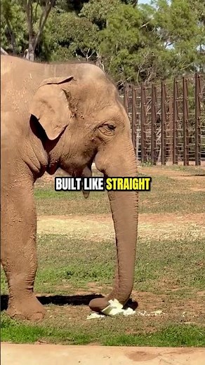 The Only Mammal That Can't Jump At All