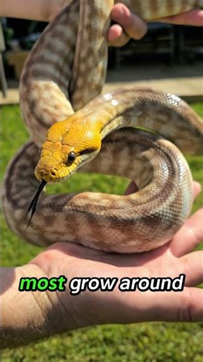 This Snake Looks Like Pure Gold ✨🐍