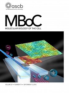 Transition of responsive mechanosensitive elements from focal adhesions to adherens junctions on epithelial differentiation | Molecular Biology of the Cell