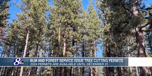 BLM and US Forest Service issue tree cutting permits