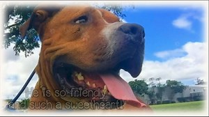 1K views · 43 reactions | Can you help "Hulk" find a new home? Music: Buddy be Bensound If you would like to help, donate, volunteer, foster, etc. Please give us a call (808)754-1519 or visit www.oahuspca.com for more information. #pets #shelter #donate #donation #dog #love #hawaii #Oahu #adopt #adopting #adoption #animals #mahalo #aloha | Oahu SPCA | Facebook