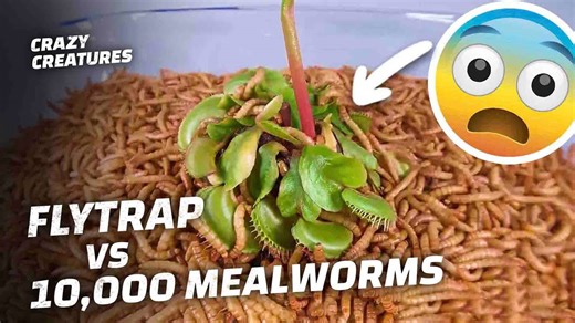 Rapid-Fire Clip Compilation