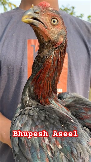 Aseel murga #aseellovers #trendingshorts