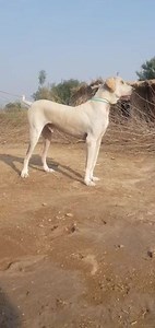 Top class bully for sale 03004069233 | Faisal Pardesi TV | Facebook