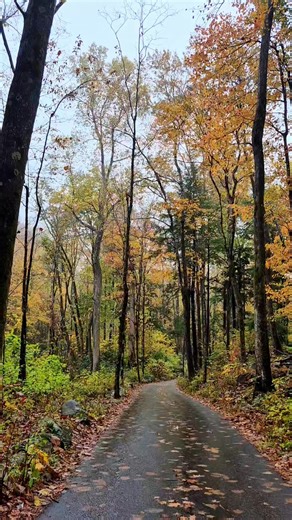 Sound on if you like the rain. Roaring Fork Motor Nature Trail at Gatlinburg, TN. One if the prettiest fall drives in the area. But don't tell anyone, there were way more cars in there than it looked. #LifeOnCrossCowboyRidge #Gatlinburg #smokies #GreatSmokyMountainsNationalPark #Fall #FallColors | Cowboys of the Cross