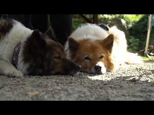 Familienhund Elo - Porträt der Hunderasse