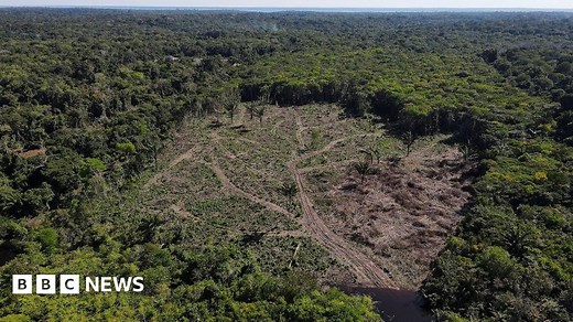 Amazon Rainforest: Highest deforestation rate in six years
