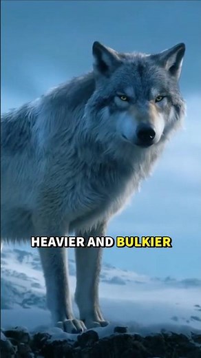 How Big Was the Dire Wolf?